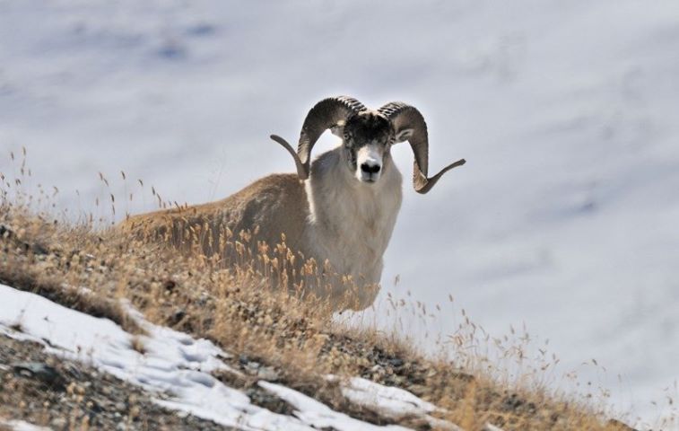 The population of rare animals has grown in Tajikistan.