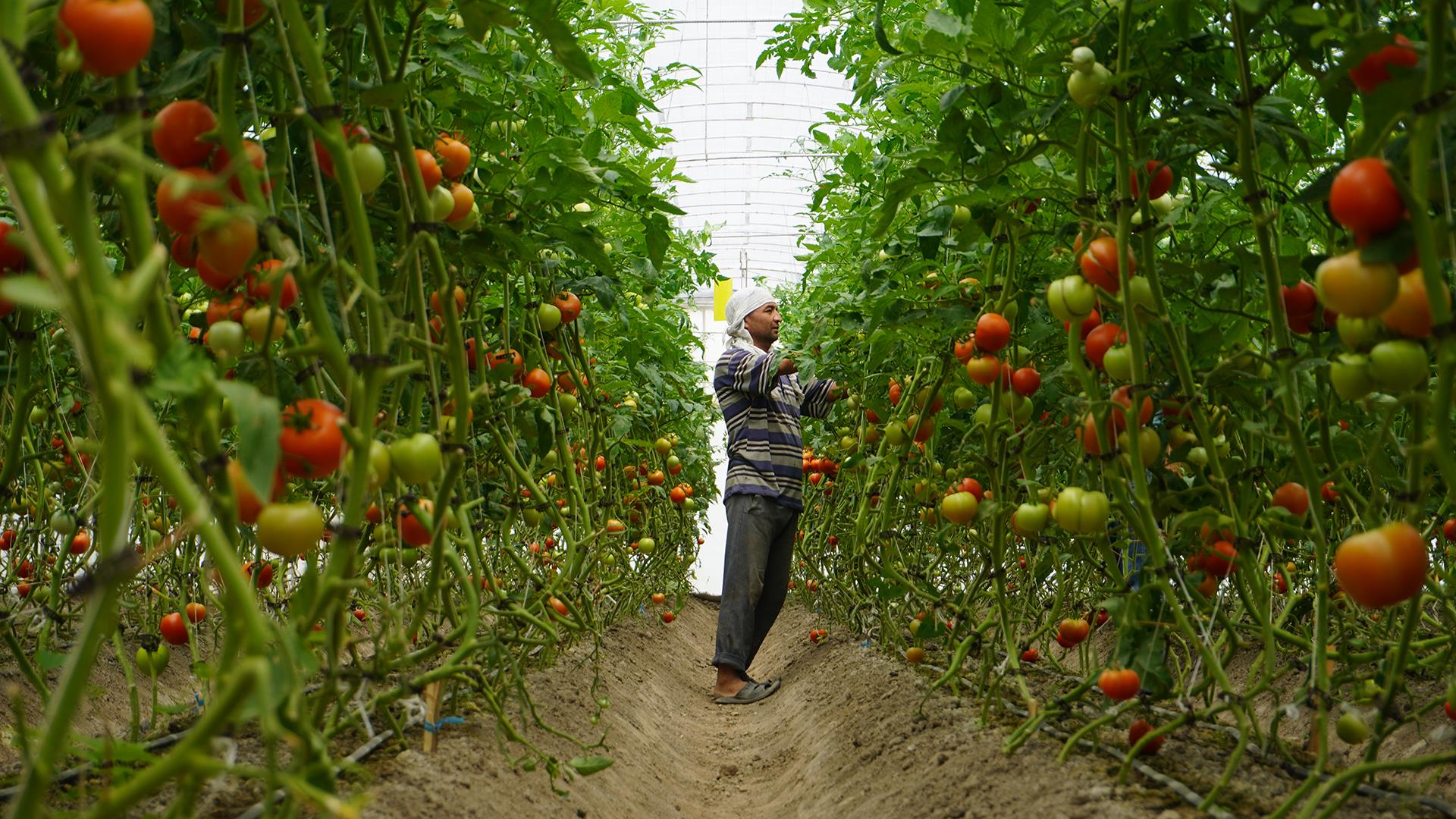 The Commonwealth of Independent States' Agro-Industrial Potential: A Common Market and Prospects for Mutual Cooperation