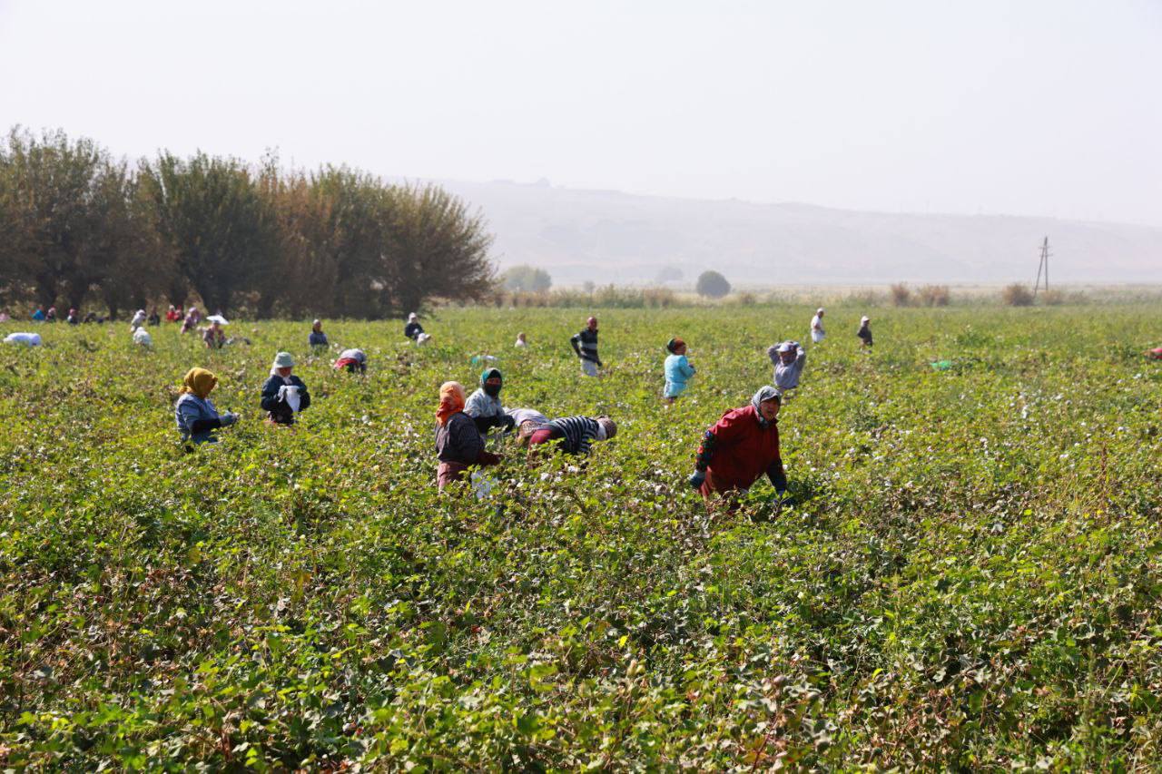 Farmers in Bobojon Gafurov district will harvest over 18,000 tons of cotton this year.