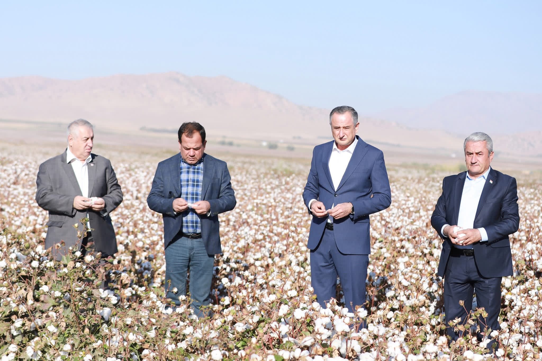 Dangara has fully fulfilled its cotton harvest plan in Khatlon region.