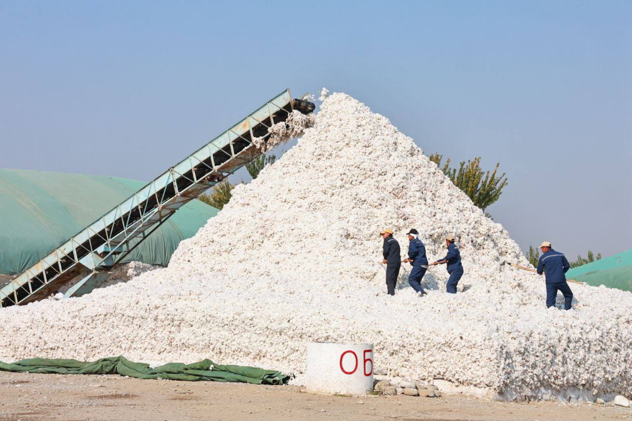 Cotton harvesting and processing continues in the J. Rasulov district of the Sughd region.