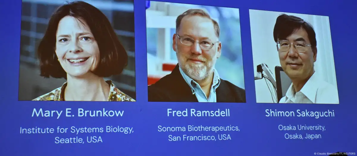 The 2025 Nobel Prize in Medicine was awarded for research into peripheral immune tolerance.