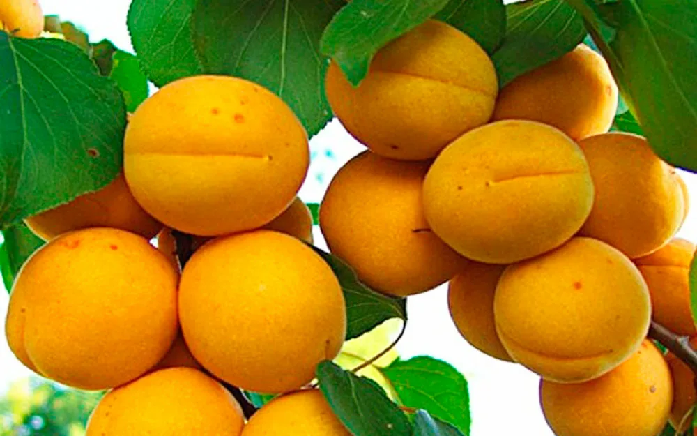 A program to develop the apricot production industry has been launched in Tajikistan.