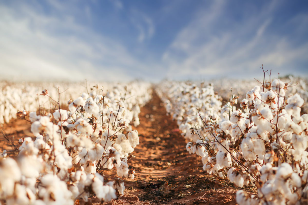 Almost 80% of the cotton harvest plan has been fulfilled in the Matchinsky district.