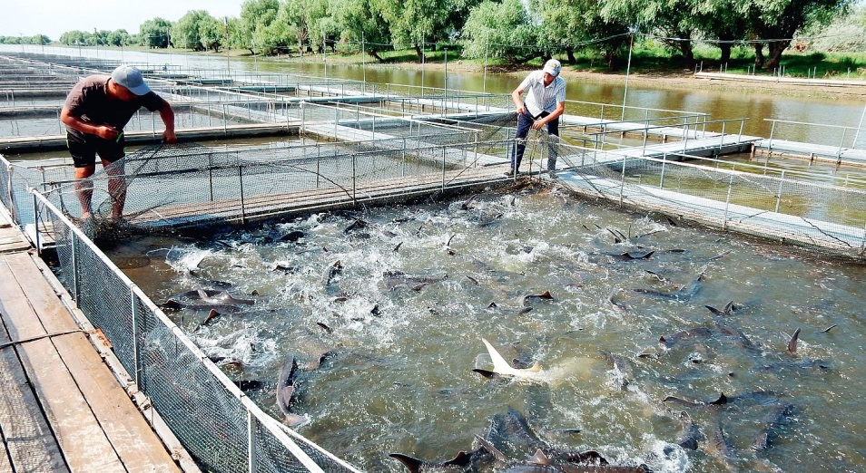In Tajikistan, the volume of fish farming production increased by 8.9% in the first nine months of 2025.