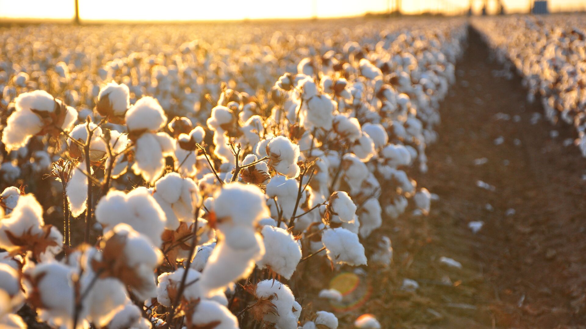 Bobojon-Gafurov district fulfilled the annual cotton harvest plan