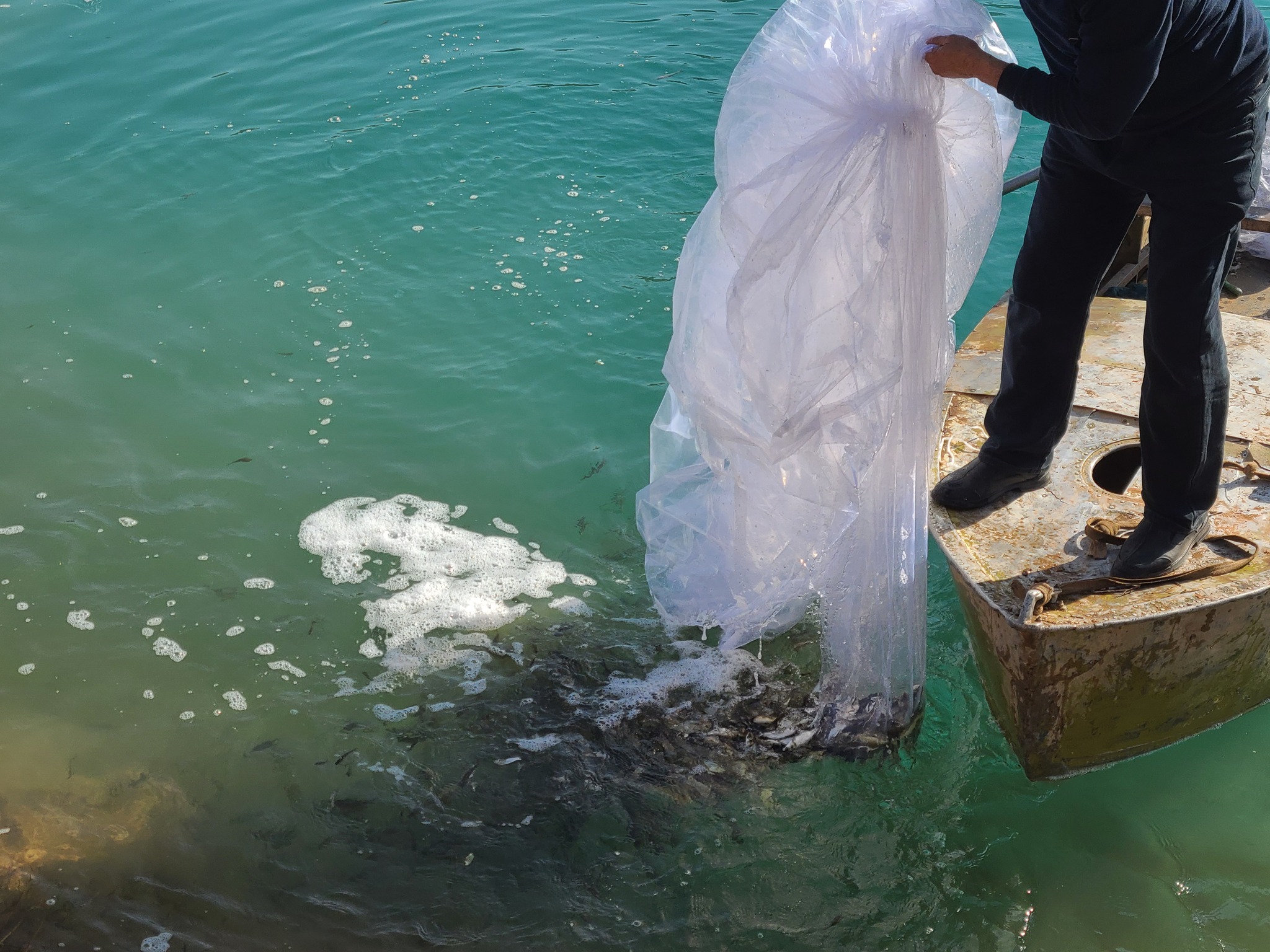 More than a million fish fry have been released into the Nurek Reservoir.