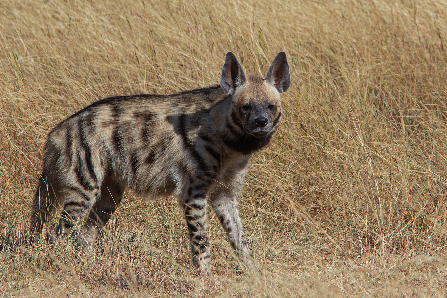 Tajikistan proposed upgrading the CITES status of the striped hyena.