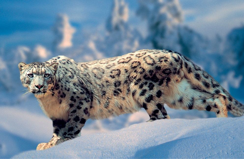 Tajikistan has tightened penalties for snow leopard hunting.