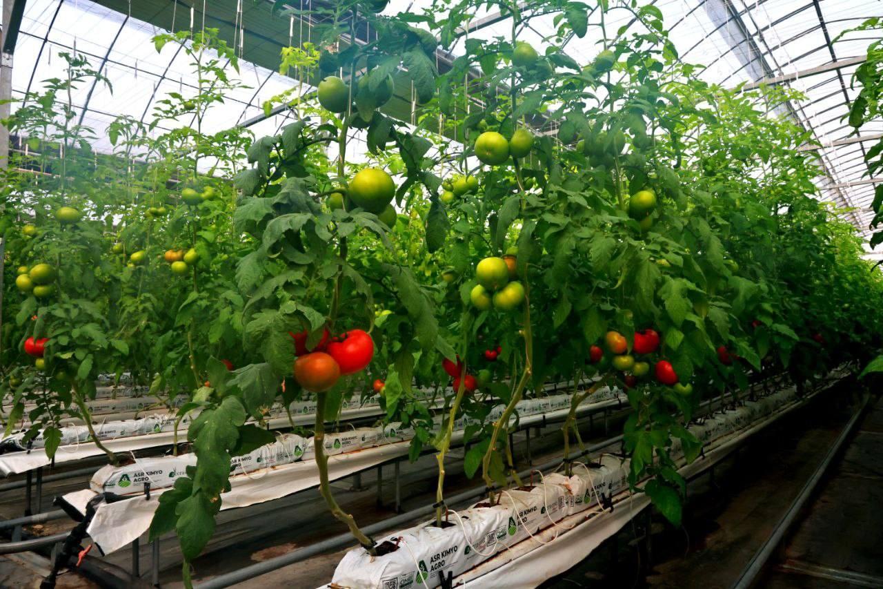 In the Sughd region, more than 500 greenhouses ensure food security