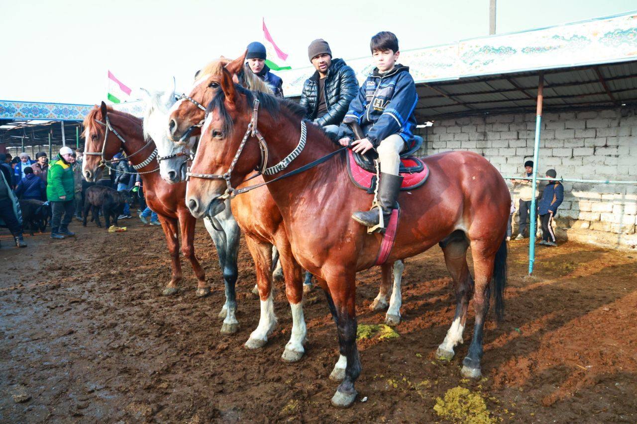 A breeding cattle festival and fair was held in the Sughd region.