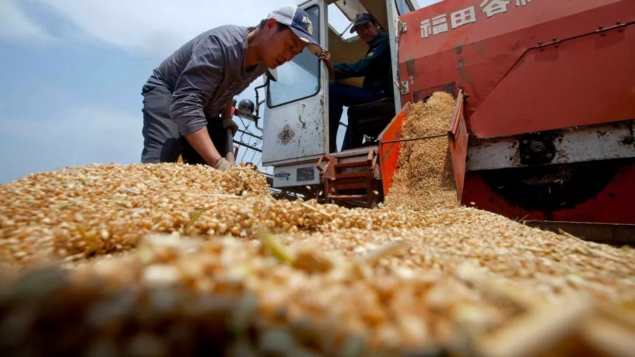 China's gross grain harvest in 2025 exceeded 714 million tons.