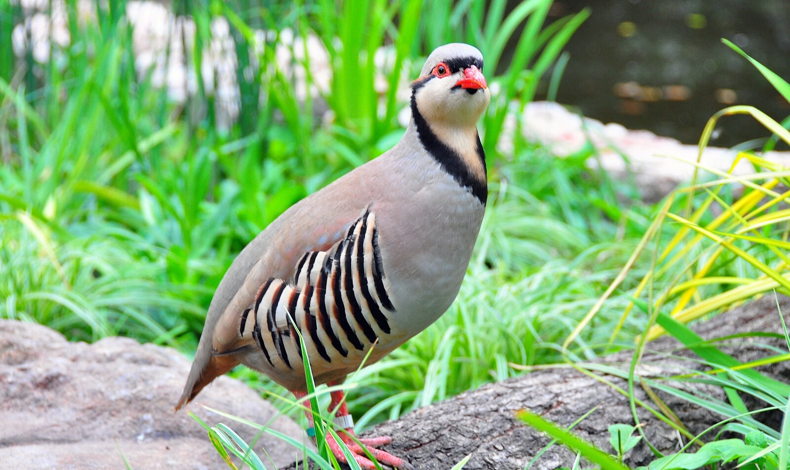 In Tajikistan, the partridge has been declared the "Bird of the Year 2026".