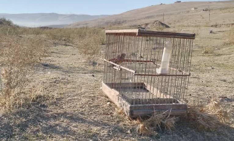 Illegal capture of songbirds was stopped in Istaravshan.