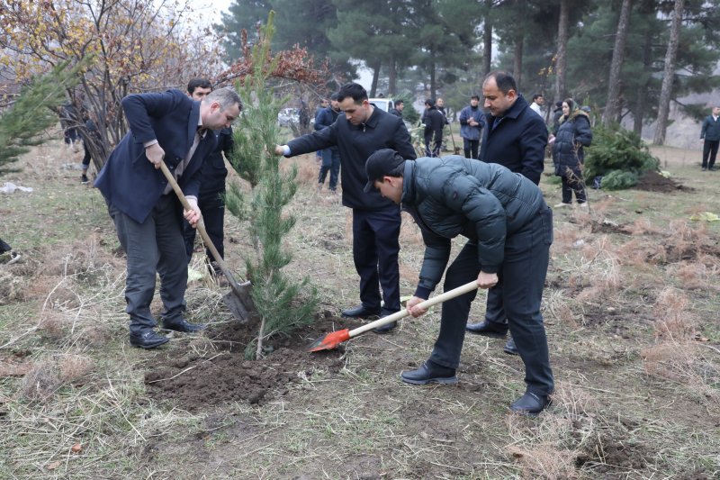 More than 1,000 evergreen tree saplings have been planted in Victory Park in Dushanbe.