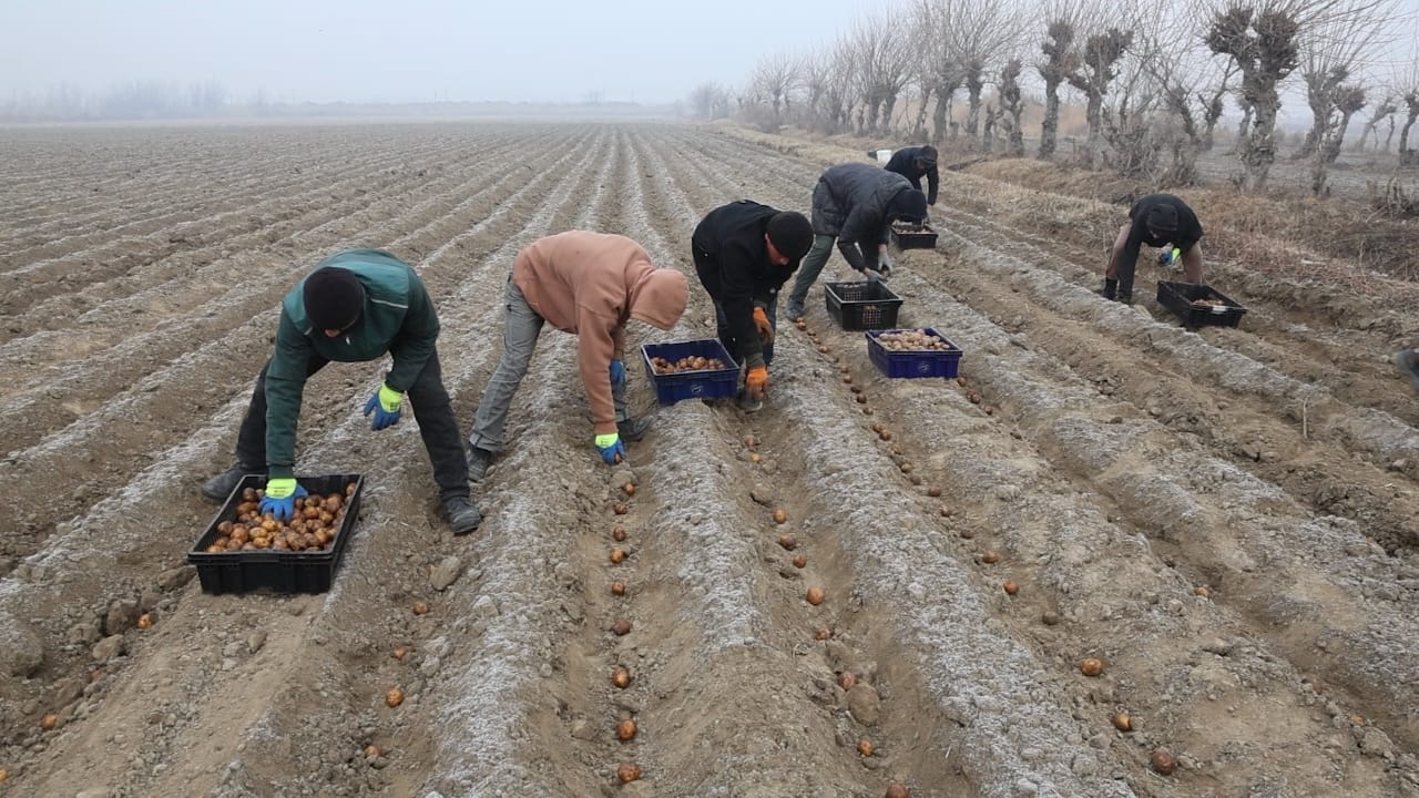 Potato sowing has begun in Konibodom with the participation of the city's mayor.
