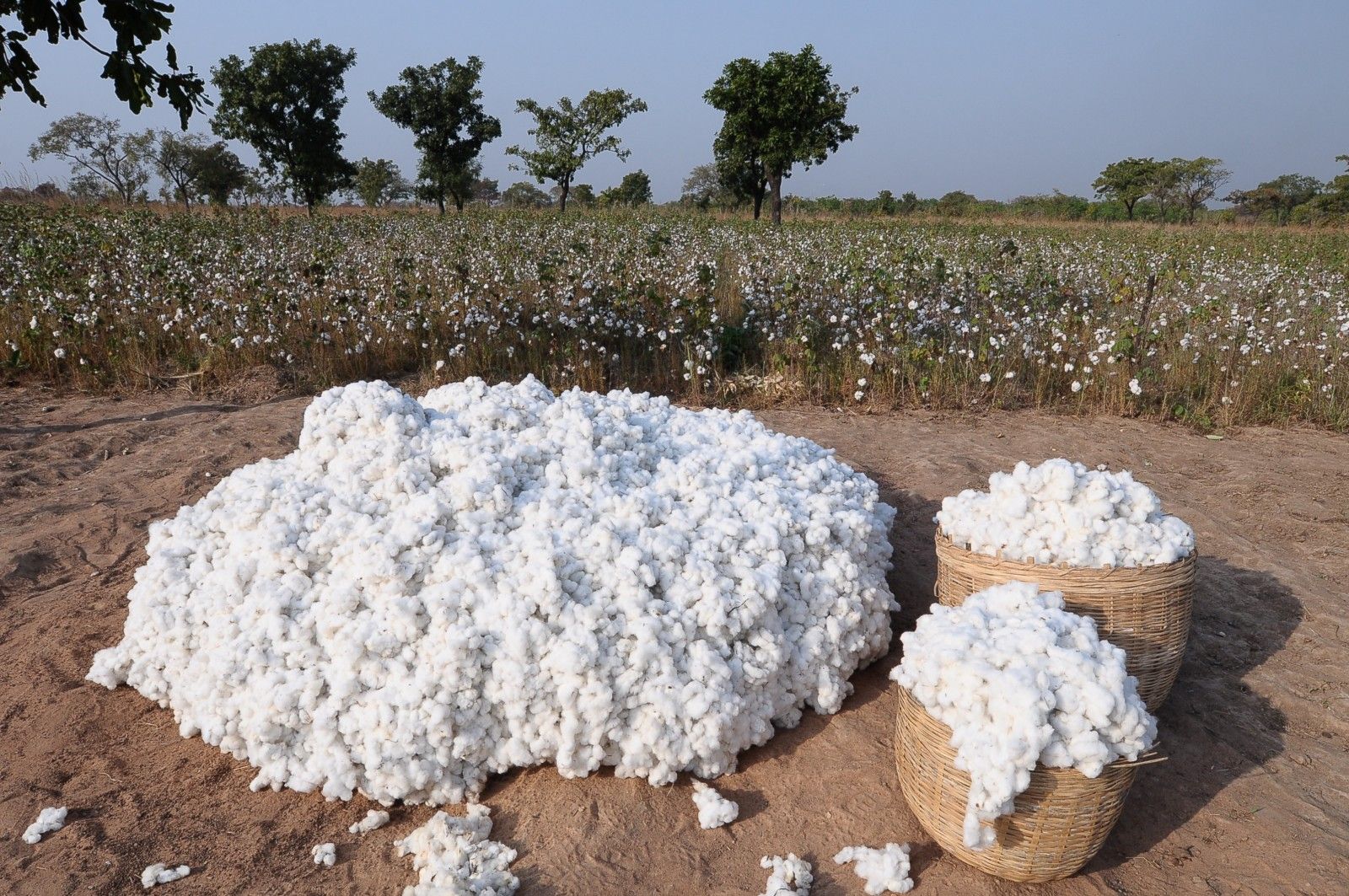 A man has been detained in the Asht district on suspicion of stealing 70,000 somoni worth of cotton.
