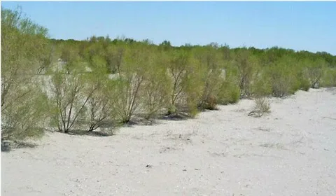 In Tajikistan, saxaul has been planted on hundreds of hectares to combat the effects of climate change.