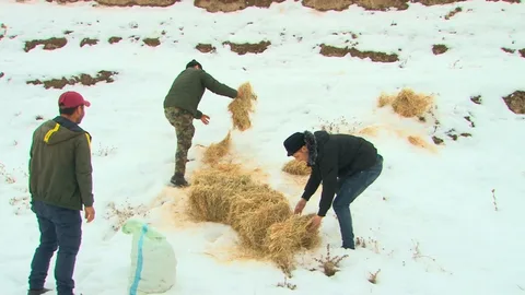 Biotechnical work is being carried out in Tajikistan to preserve wildlife.