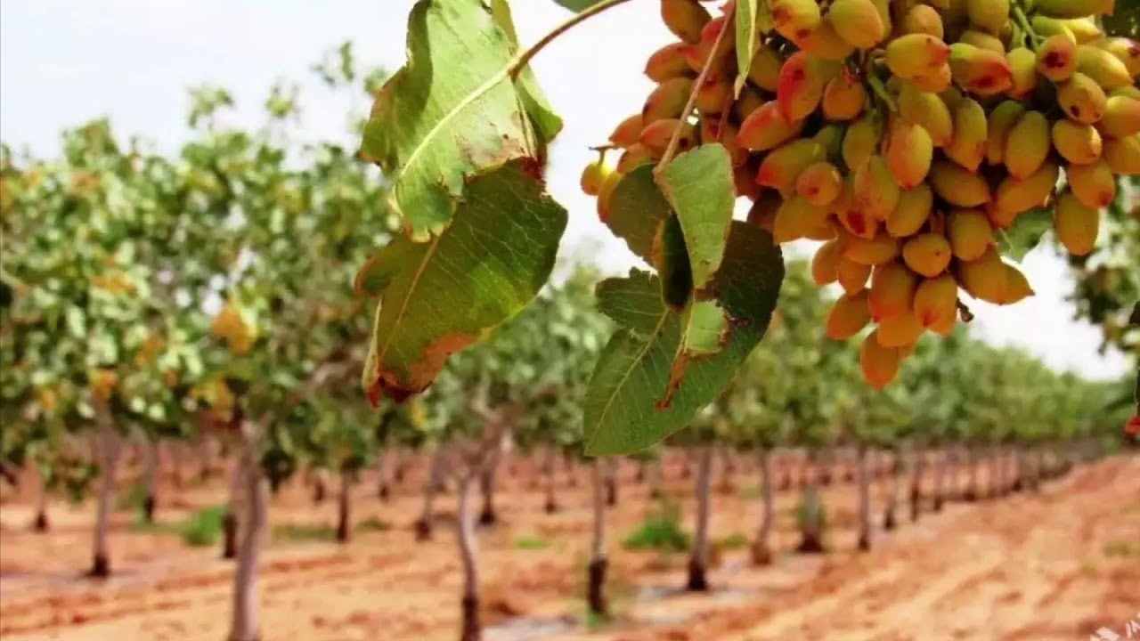 In the Dangara district, dried-up pistachio seedlings have been restored on 44 hectares.