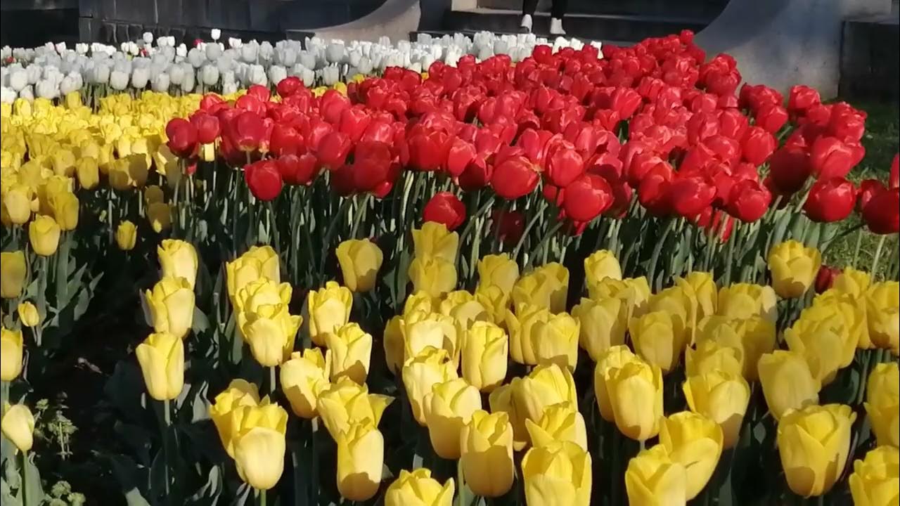 Nearly 4 million tulips will be planted in Dushanbe as part of the "Sairi Guli Lola" festival.