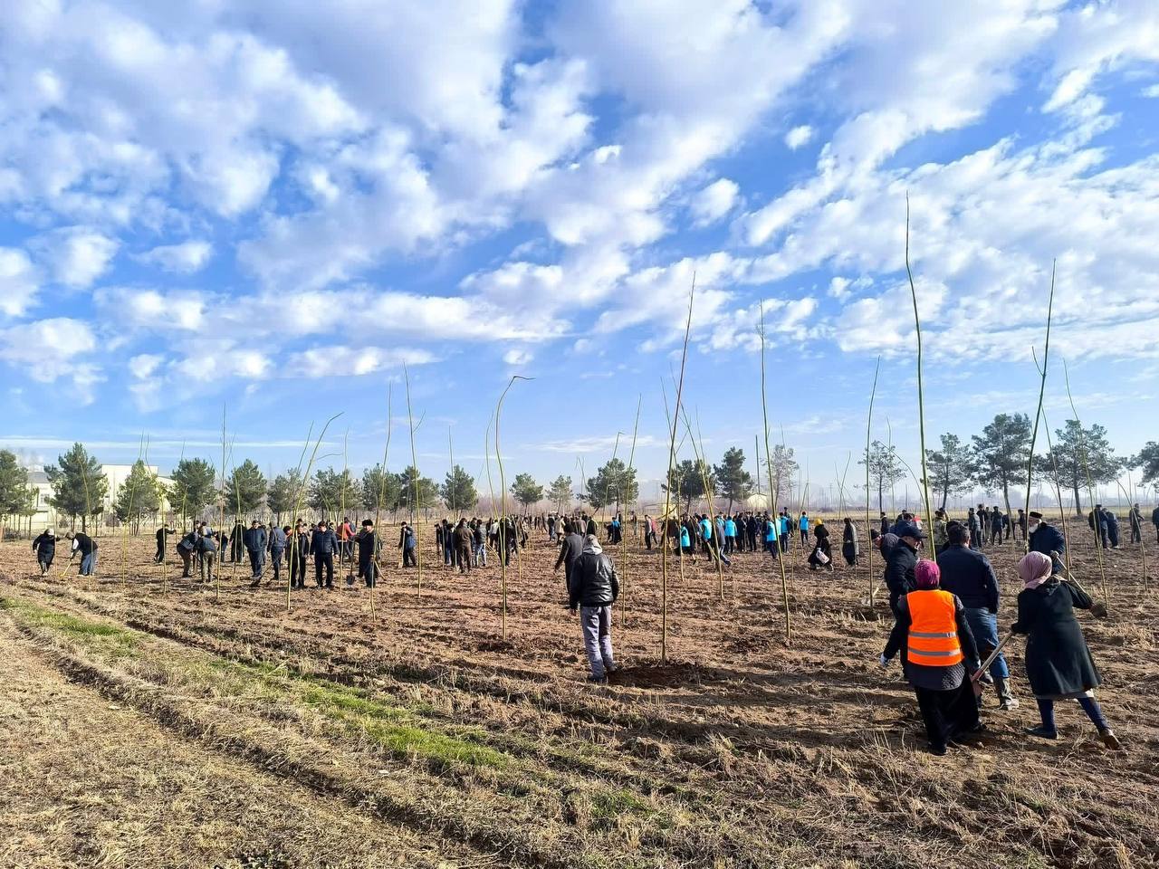 1,500 paulownia seedlings were planted in Hisor as part of an environmental campaign.