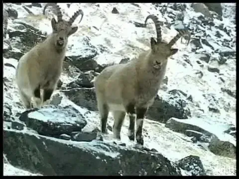 Illegal hunting has been identified in the Rasht district.