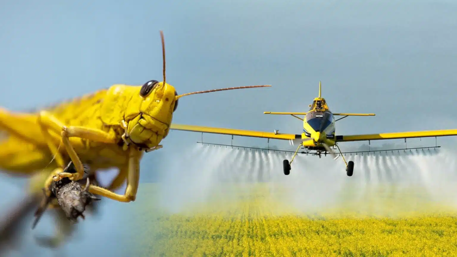 Moroccan locust control measures will begin in Khatlon Region in March.