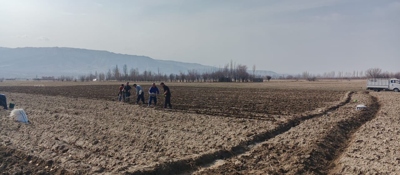 Early potato planting has begun in Penjikent on an area of ​​3.5 hectares.