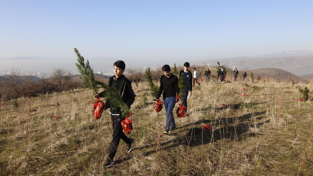 3,600 pine seedlings were planted in Dushanbe as part of the International Decade of Cryospheric Science.