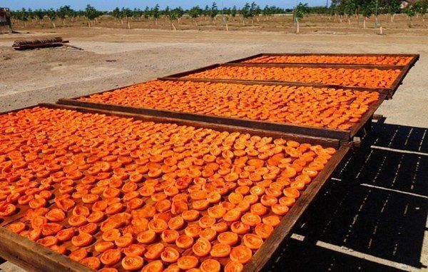 Tajikistan's dried apricot exports exceeded 30,000 tons in 2025.