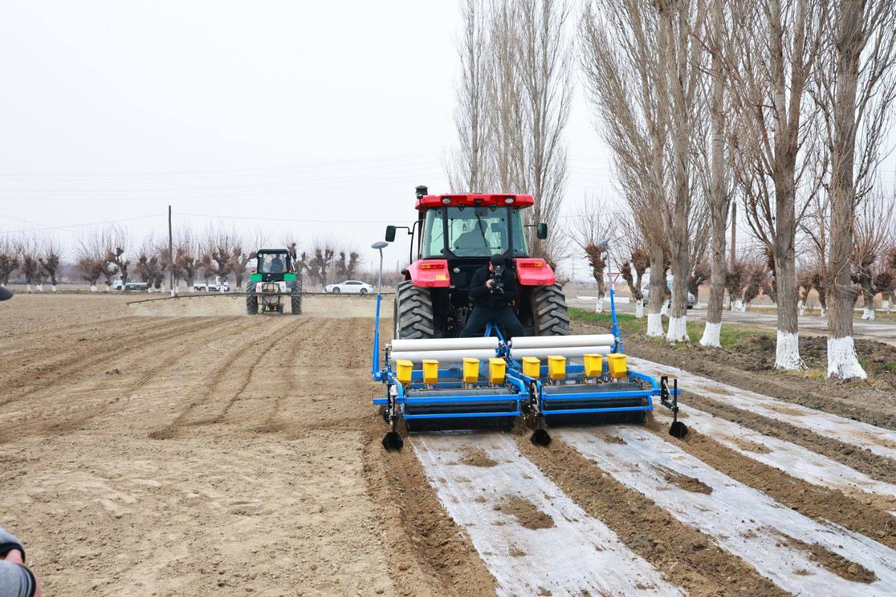 50 hectares of cotton and 8 hectares of potatoes: the sowing campaign has begun in Kanibadam