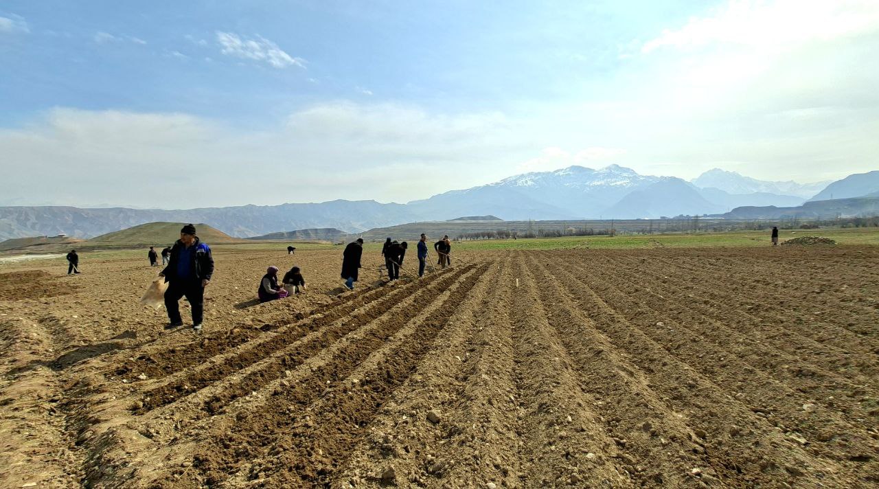 In Penjikent, 68 hectares of potatoes have been sown out of the planned 180