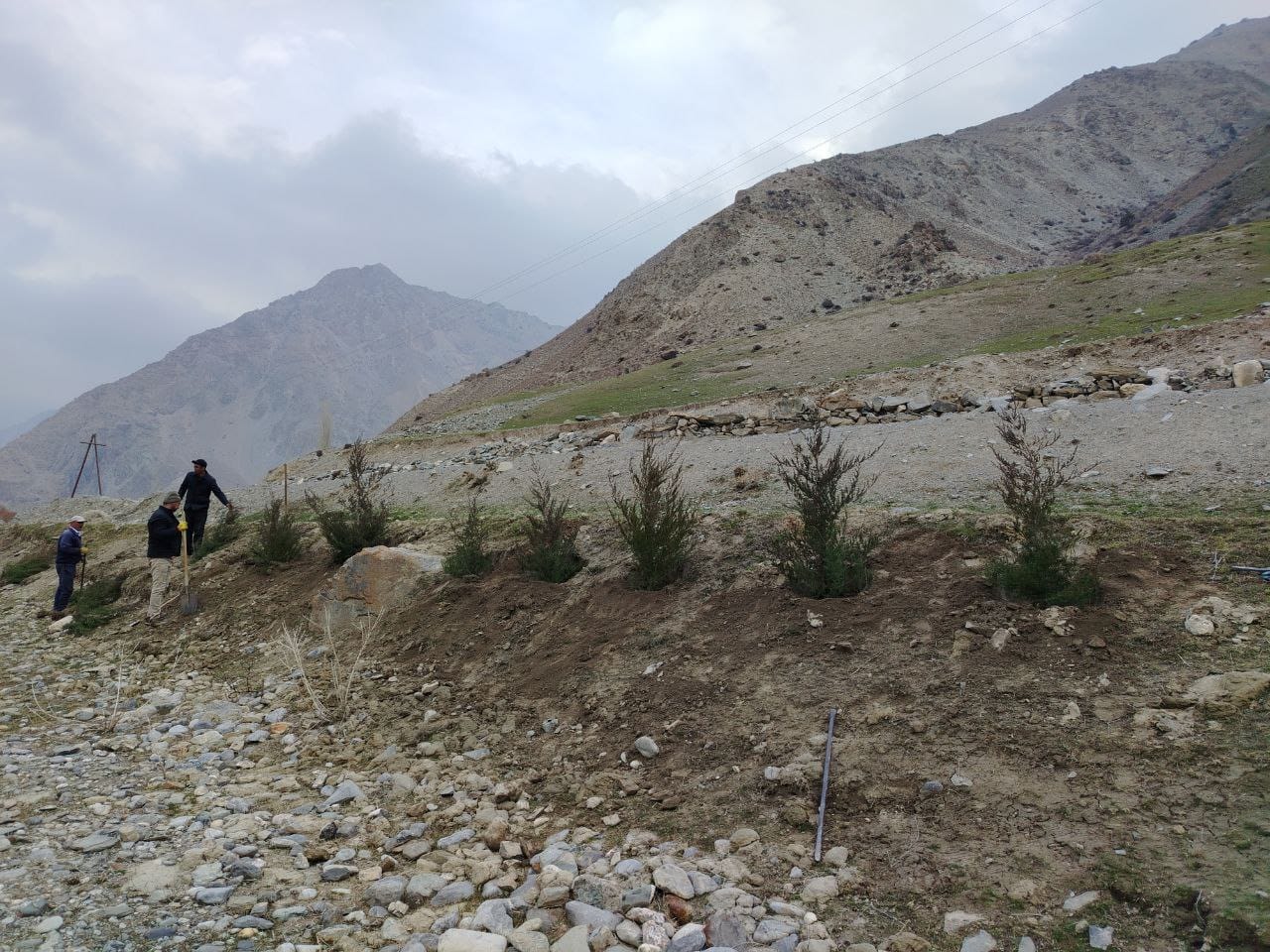 More than 200 coniferous saplings and thousands of ornamental trees were planted in Penjikent.