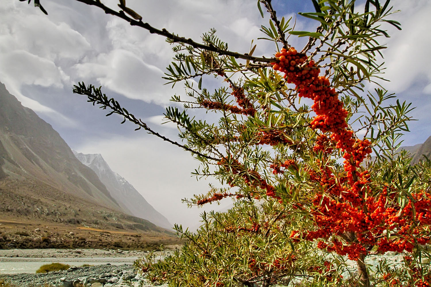 World Wildlife Day: Medicinal Plants Under Threat and in the Spotlight