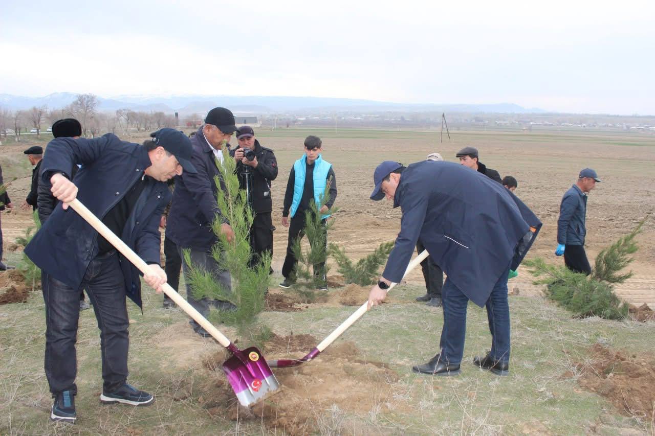 500 pine saplings were planted in the Shakhristan district.