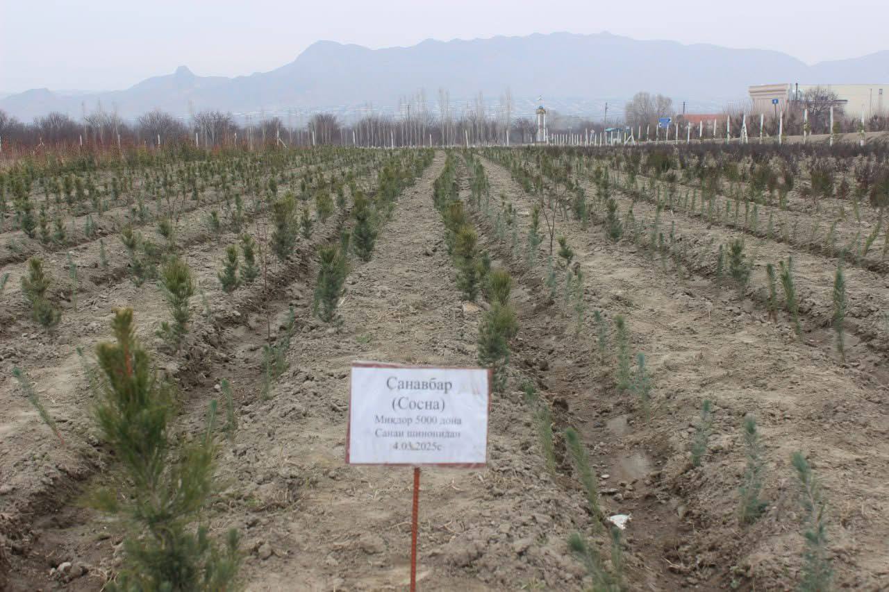 1,200 tree saplings were planted in Isfara.