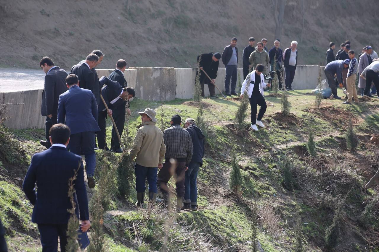 400 spruce saplings were planted in the Yavan district.