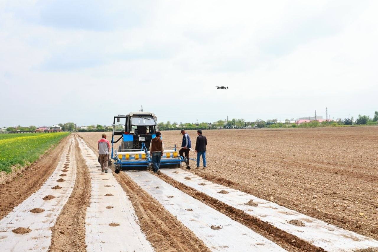 Farmers in the Zafarabad district plan to sow cotton on 14,730 hectares.