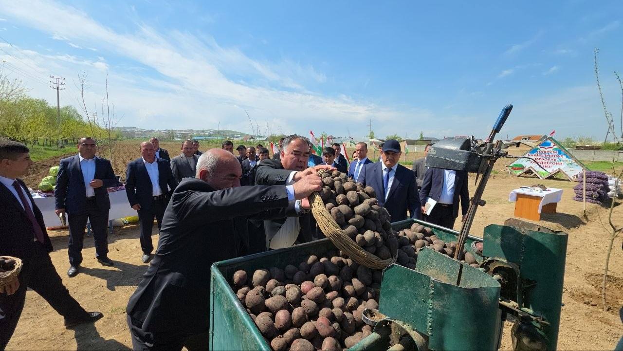5 hectares of garden and potato planting: agricultural work is intensifying in Istaravshan