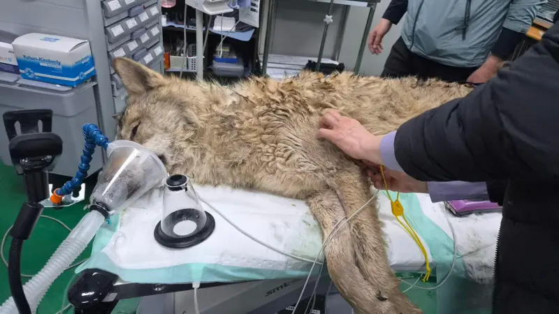 A wolf that escaped from a zoo in South Korea was found. The entire country followed the search.