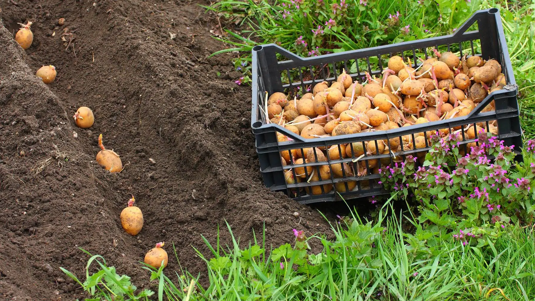2,500 hectares of potatoes will be sown in Penjikent