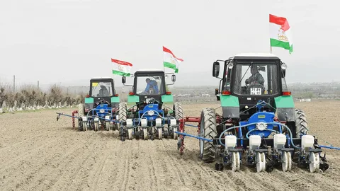 More than 23,000 hectares of cotton have been sown in Tajikistan.