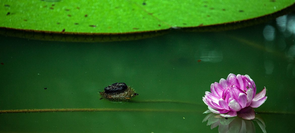 UNESCO sites are a key factor in biodiversity conservation