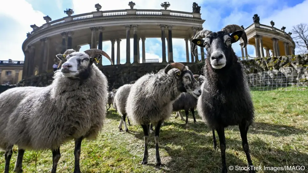 Sheep were released into the palace park of the Prussian kings.