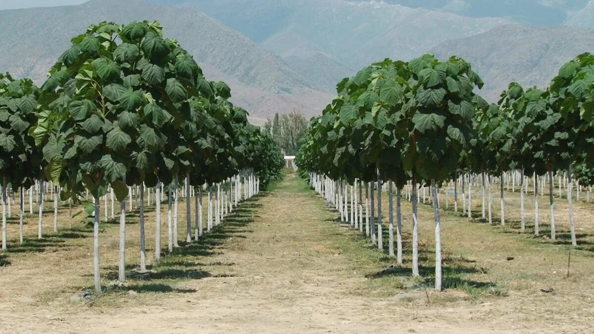 Tajikistan is implementing a greening program until 2040: 2 billion trees will be planted.
