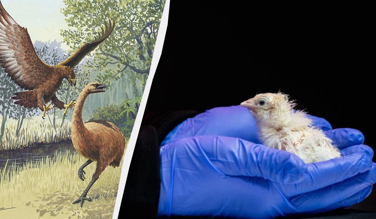 In the US, they managed to recreate the moa bird, which became extinct 500 years ago, from synthetic eggs.
