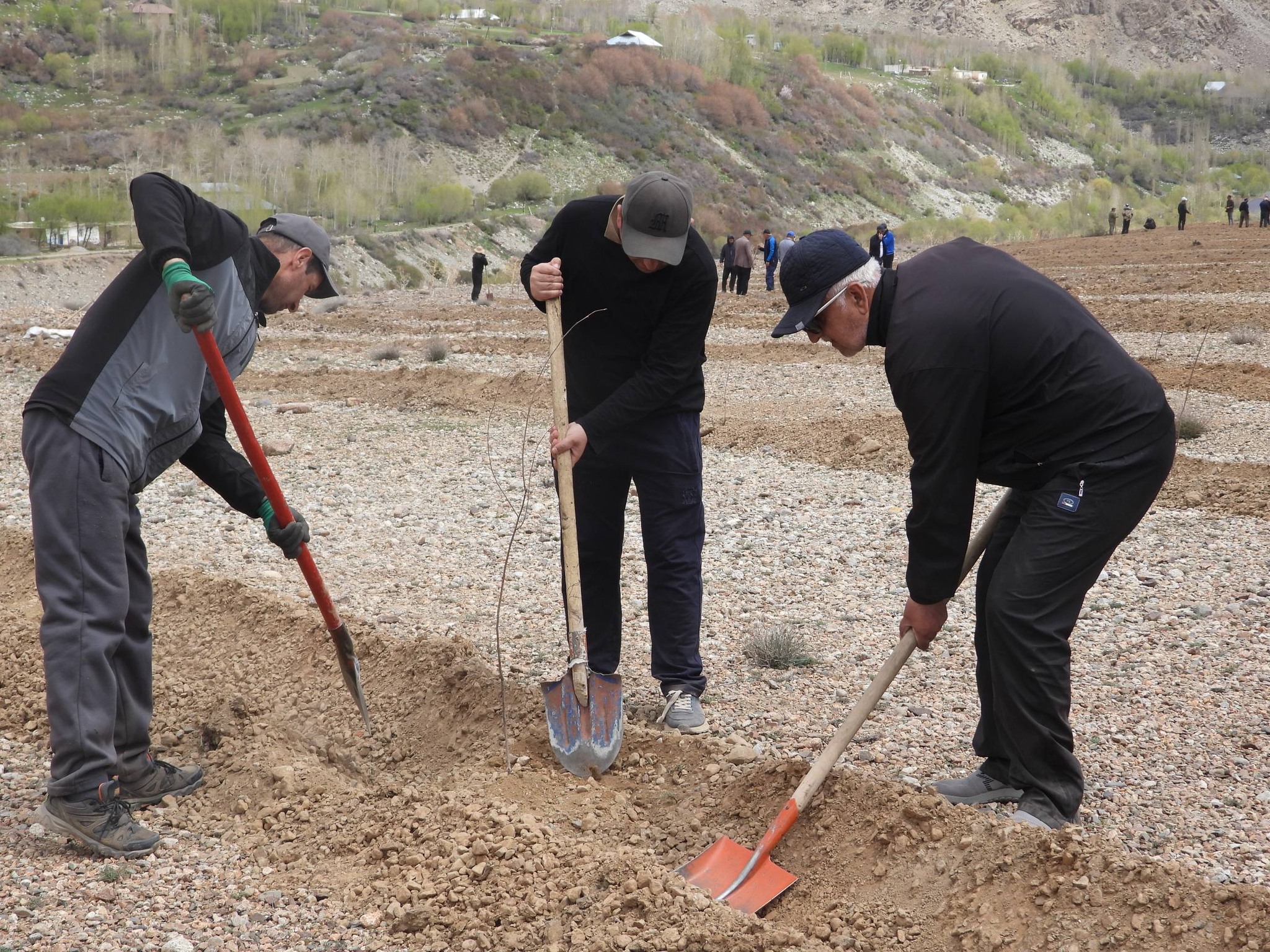 More than 4,000 trees were planted on an area of ​​10 hectares in the Shugnansky district.