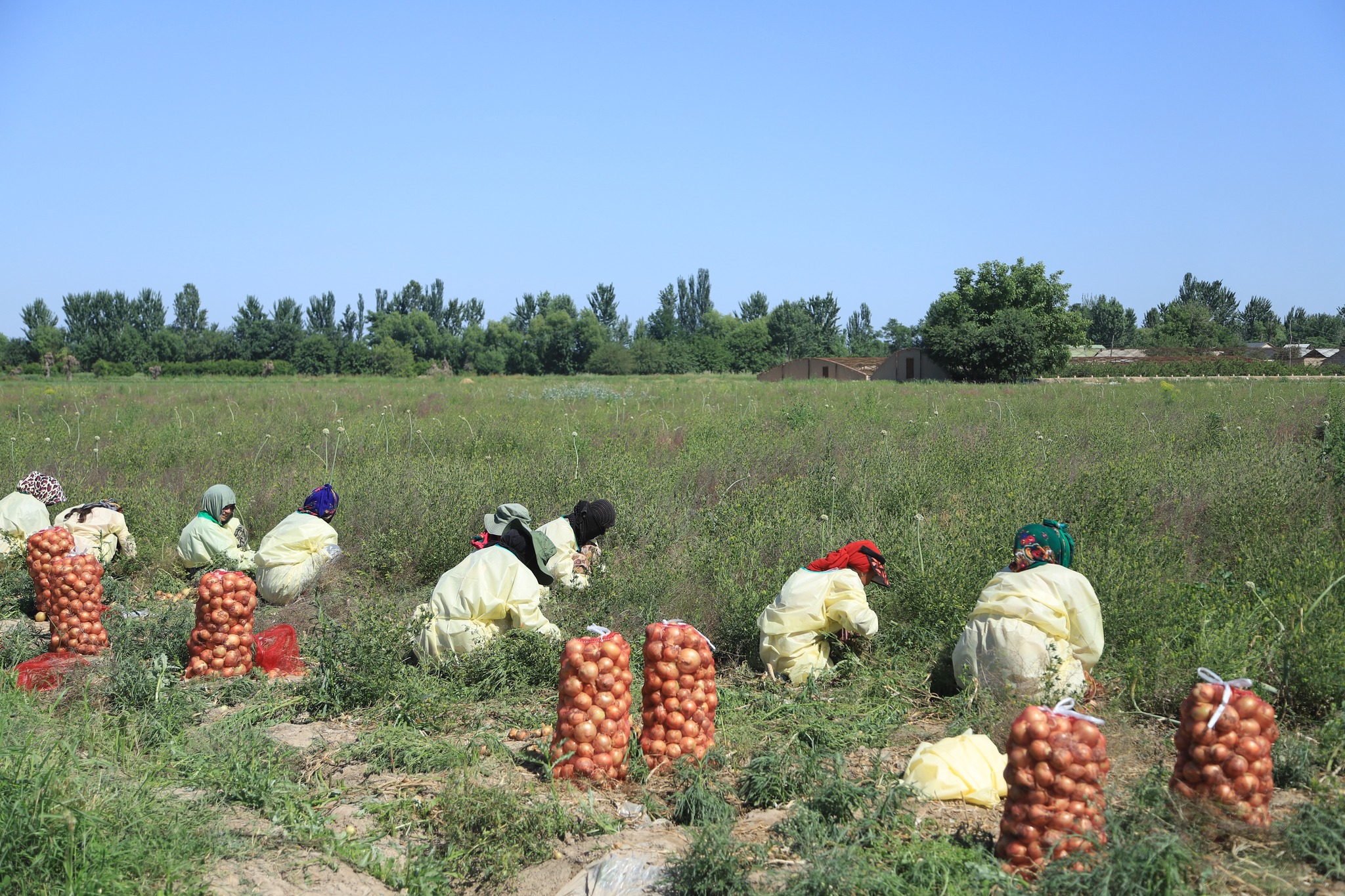 Early onion harvest continues in Jayhun district