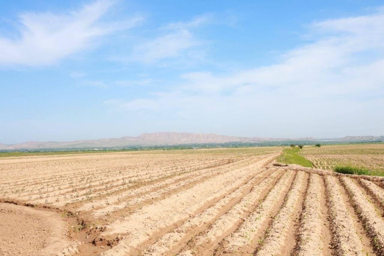 More than 7,000 hectares of potatoes are planned to be planted in the Devashtich district.
